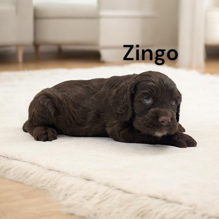 puppy, for, sale, Cocker Spaniel, Joe & Cherri  Overlease, dog, breeder, Miller, MO, dog-breeder, puppy-for-sale, forsale, nearby, find, puppyfind, locator, puppylocator, aca